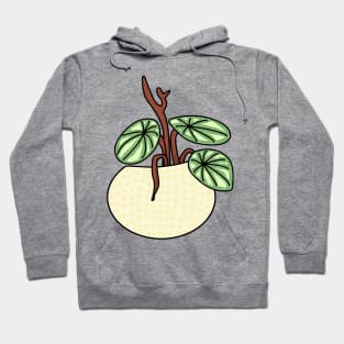 Watermeloenplant Peperomia Watermelon Color Hoodie